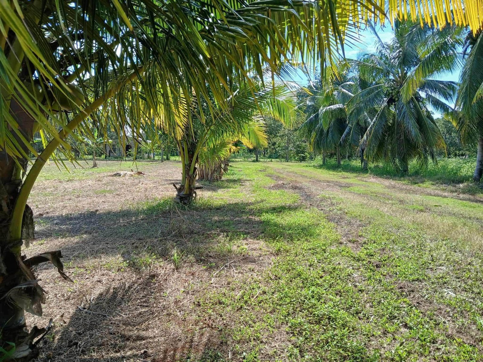 16 ACRES | PARAISO VILLAGE, COROZAL DISTRICT (SELLER FINANCING CONSIDERED). VERY MOTIVATED SELLER!